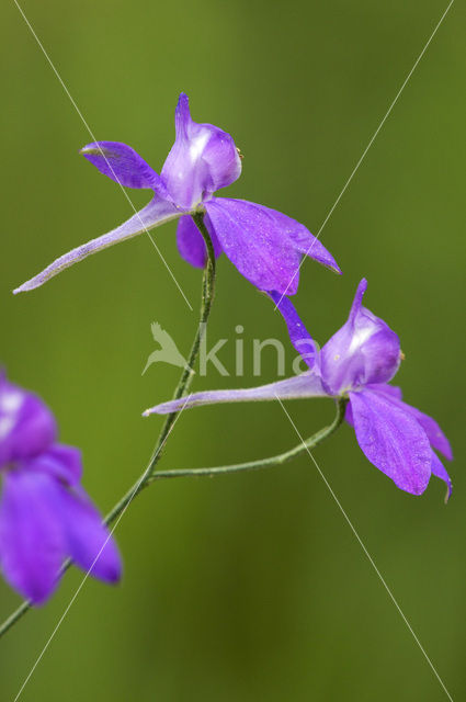 Wilde ridderspoor (Consolida regalis)