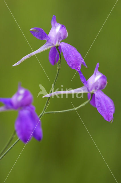 Wilde ridderspoor (Consolida regalis)