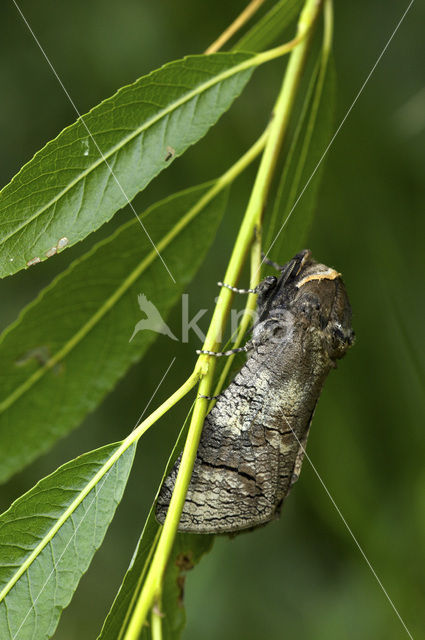 Wilgenhoutrups (Cossus cossus)