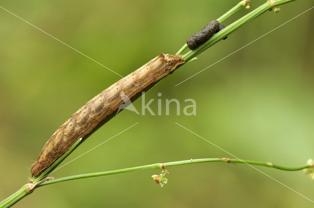 Vogelwiekje (Dypterygia scabriuscula)