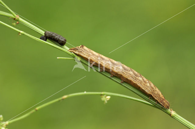 Vogelwiekje (Dypterygia scabriuscula)