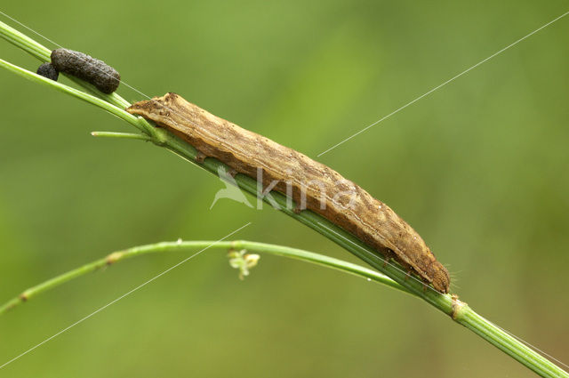 Vogelwiekje (Dypterygia scabriuscula)