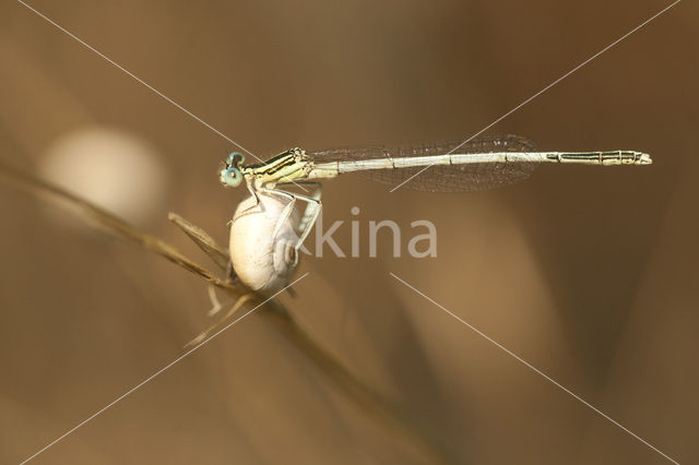 Witte breedscheenjuffer (Platycnemis latipes)