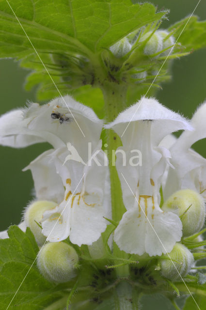 Witte dovenetel (Lamium album)