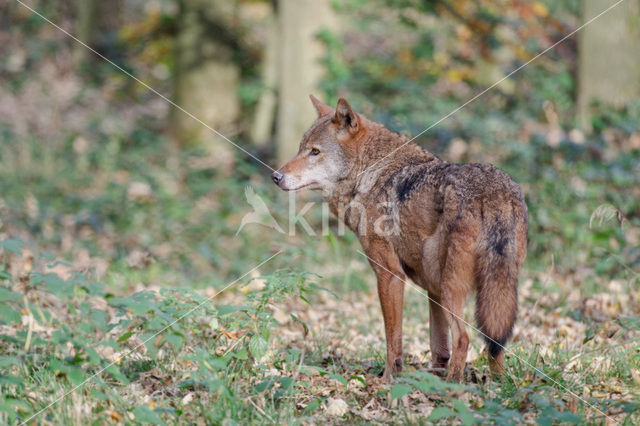 Grey Wolf (Canis lupus)