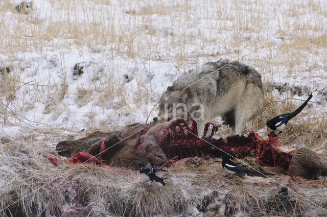 Grey Wolf (Canis lupus)