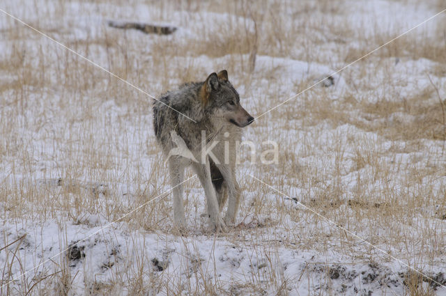 Grey Wolf (Canis lupus)