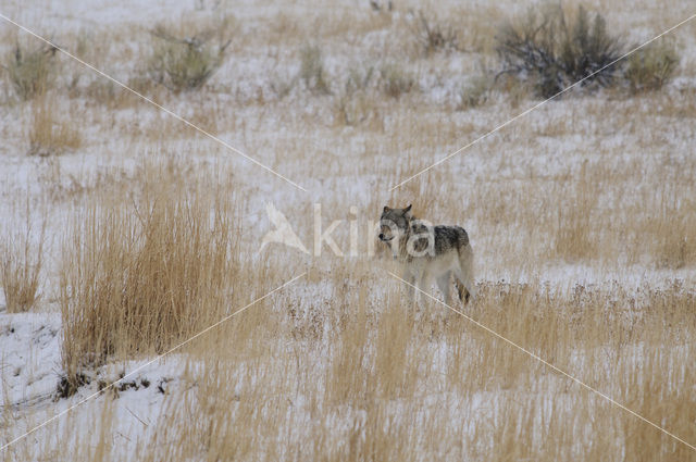 Grey Wolf (Canis lupus)