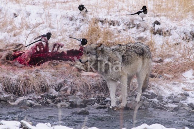 Grey Wolf (Canis lupus)