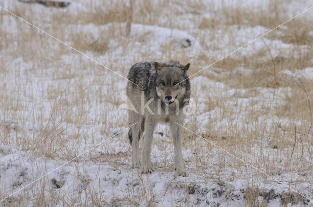 Grey Wolf (Canis lupus)