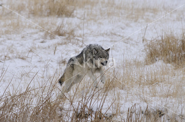 Wolf (Canis lupus)