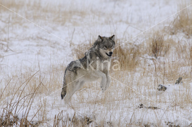 Wolf (Canis lupus)