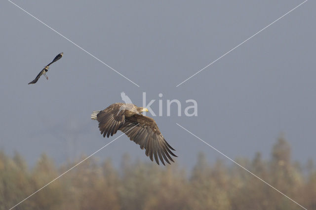 Zeearend (Haliaeetus albicilla)