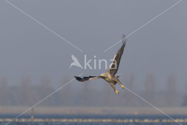 Zeearend (Haliaeetus albicilla)