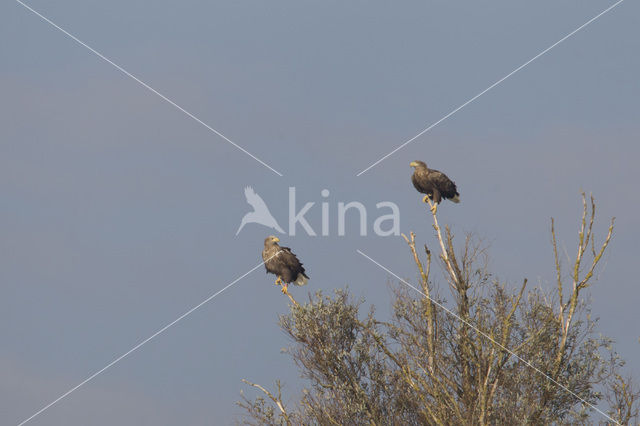 Zeearend (Haliaeetus albicilla)