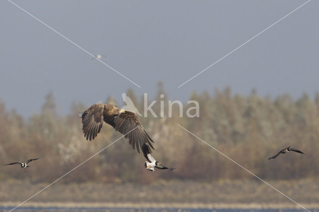 Zeearend (Haliaeetus albicilla)