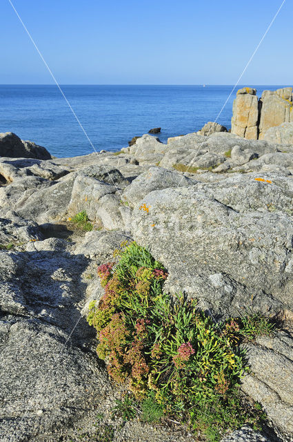 Zeevenkel (Crithmum maritimum)