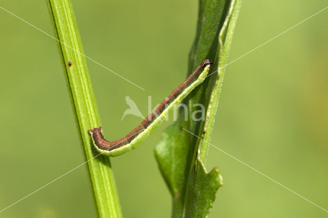 Zuringspanner (Lythria cruentaria)