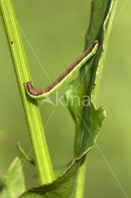 Zuringspanner (Lythria cruentaria)