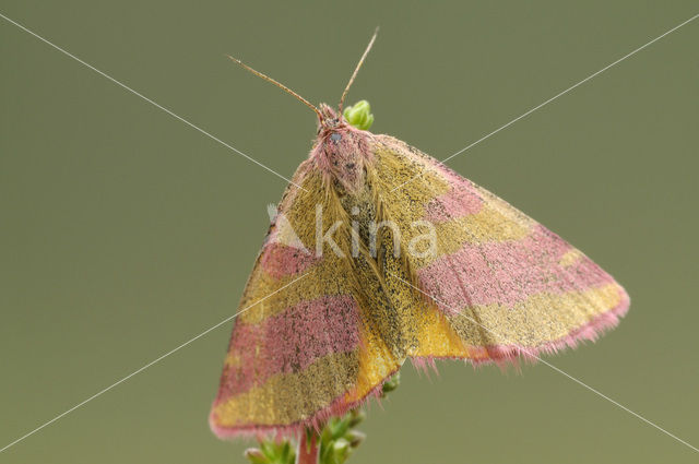 Zuringspanner (Lythria cruentaria)