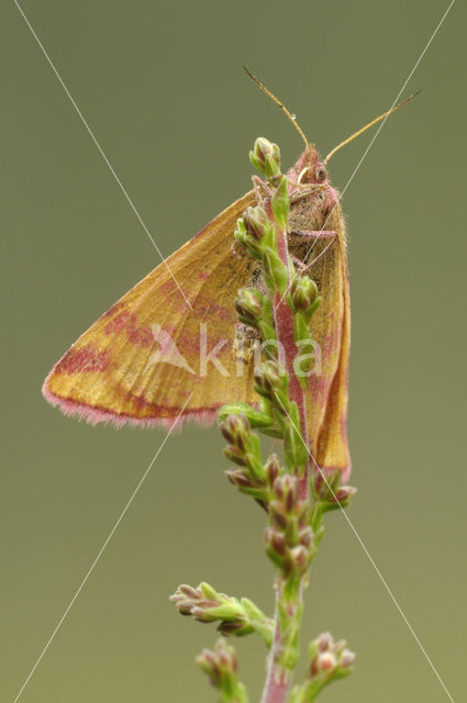 Zuringspanner (Lythria cruentaria)