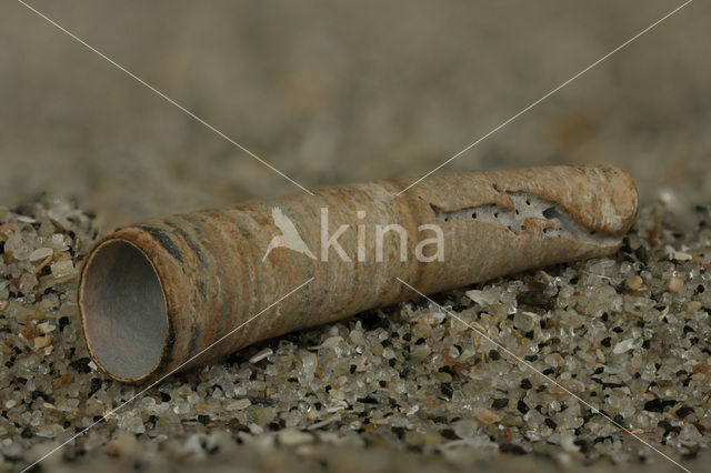 Grooved Tusk-Shell (Dentalium vulgare)