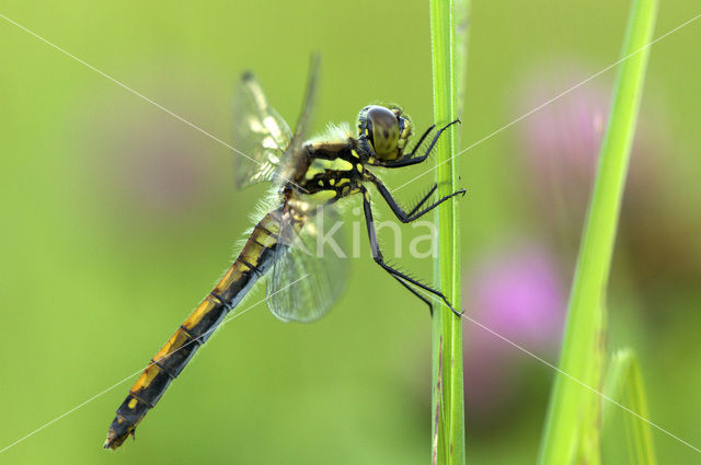 Zwarte heidelibel (Sympetrum danae)