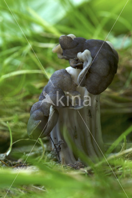 Zwarte kluifzwam (Helvella lacunosa)