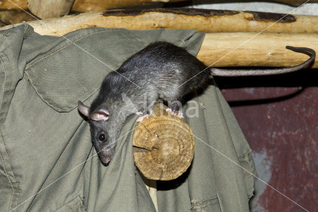 Black rat (Rattus rattus)