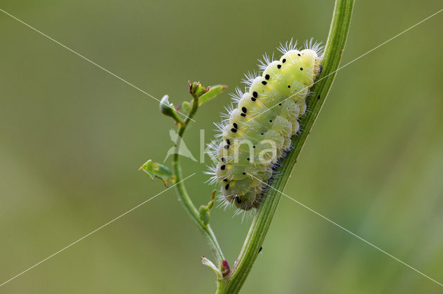 Zygaena loti