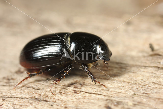 Aphodius granarius