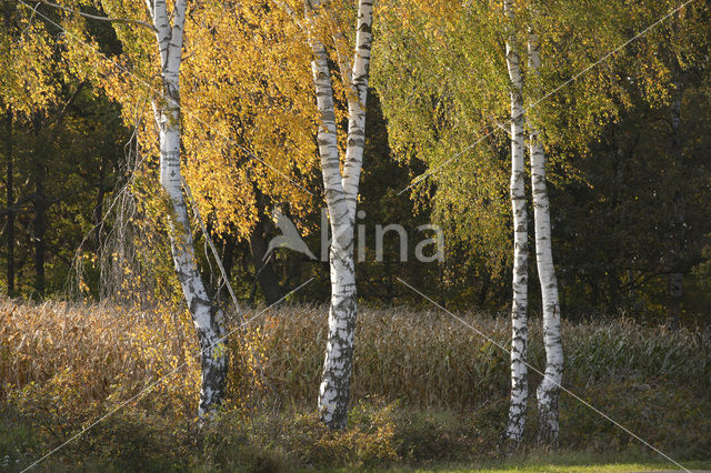 Berk (Betula)