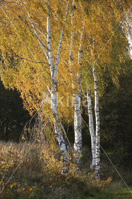 Berk (Betula)