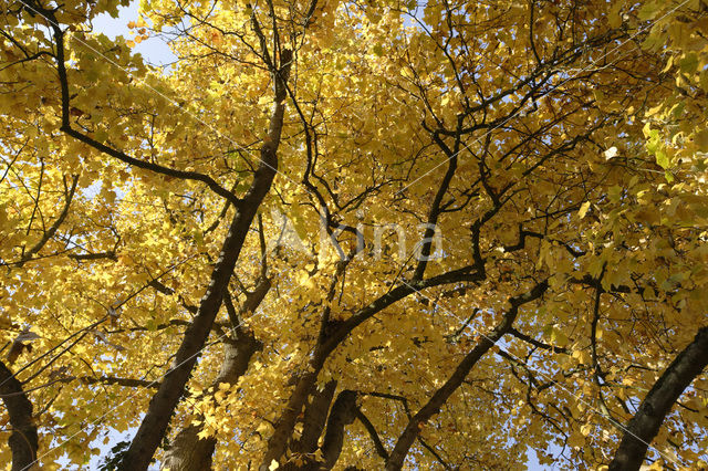 Beuk (Fagus spec.)