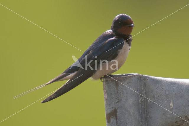 Barn Swallow (Hirundo rustica)