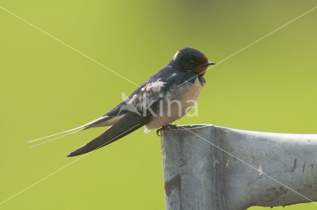 Boerenzwaluw (Hirundo rustica)