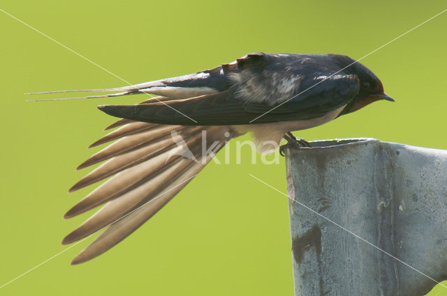 Boerenzwaluw (Hirundo rustica)