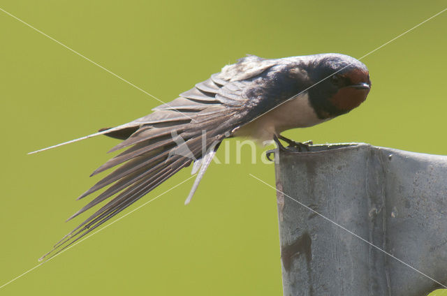 Boerenzwaluw (Hirundo rustica)