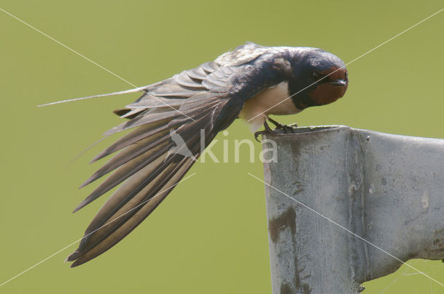 Boerenzwaluw (Hirundo rustica)