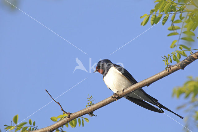 Barn Swallow (Hirundo rustica)