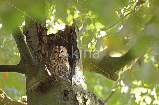 Bosuil (Strix aluco)