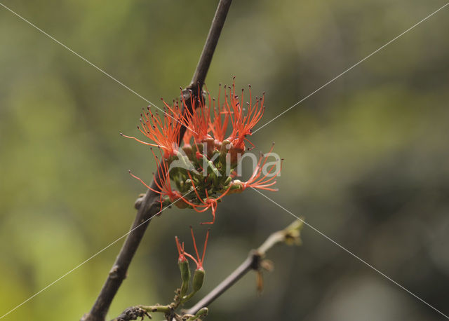 Burning bush (Combretum paniculatum)