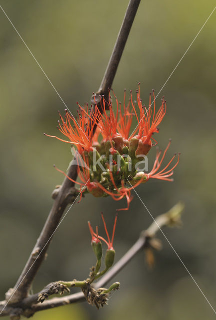 Burning bush (Combretum paniculatum)