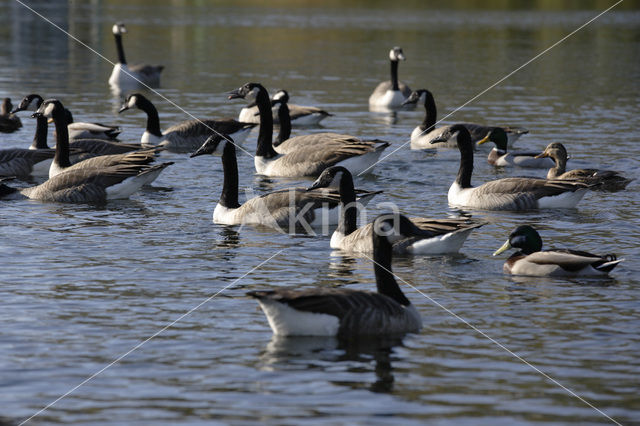 Canadese Gans (Branta canadensis)