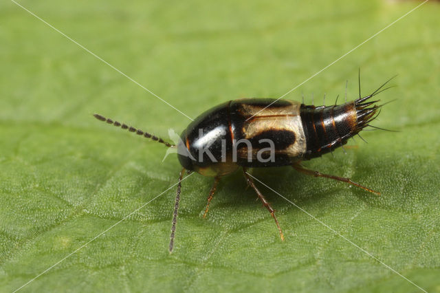 Cilea silphoides