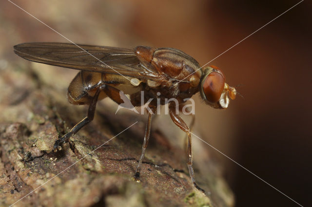 Dennensapzwever (Brachyopa testacea)