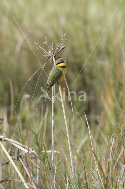 Dwergbijeneter (Merops pusillus)