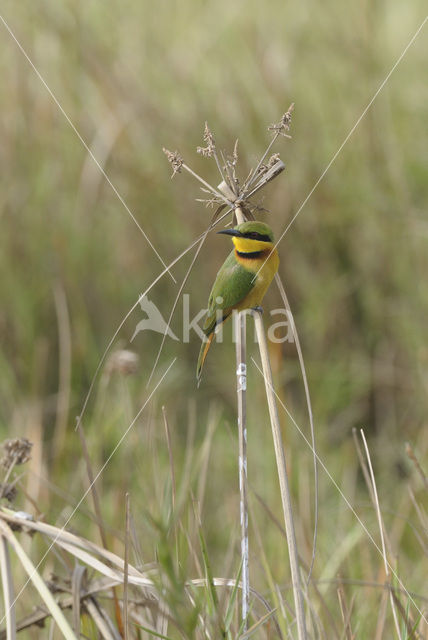 Dwergbijeneter (Merops pusillus)