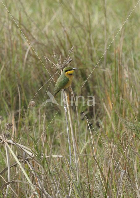 Dwergbijeneter (Merops pusillus)