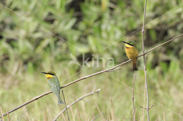 Dwergbijeneter (Merops pusillus)